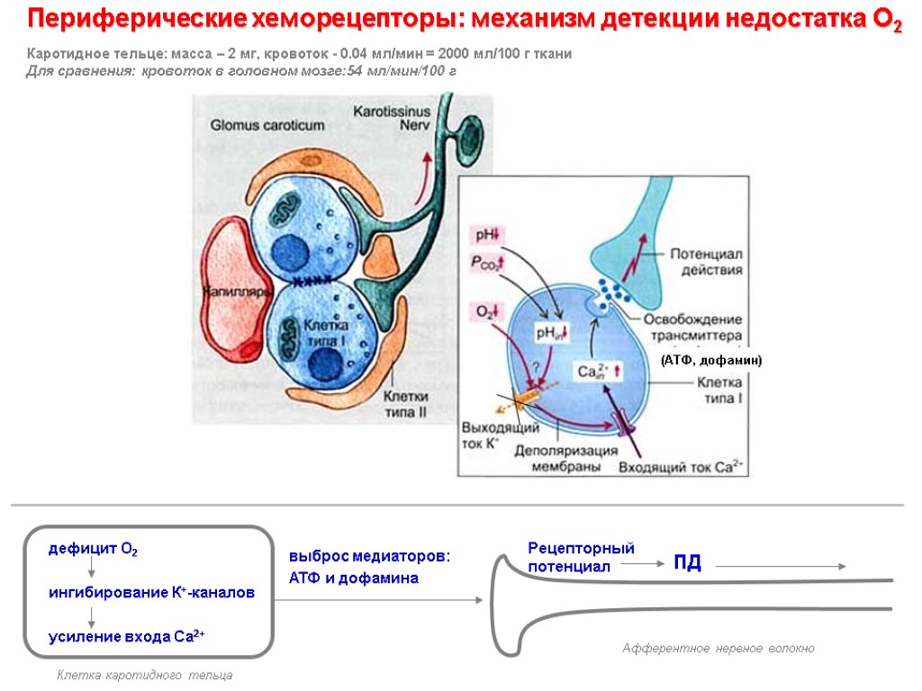 дефицит О2 ингибирование К+-каналов усиление входа Са2+ Периферические хеморецепторы: механизм детекции недостатка О2 (АТФ,